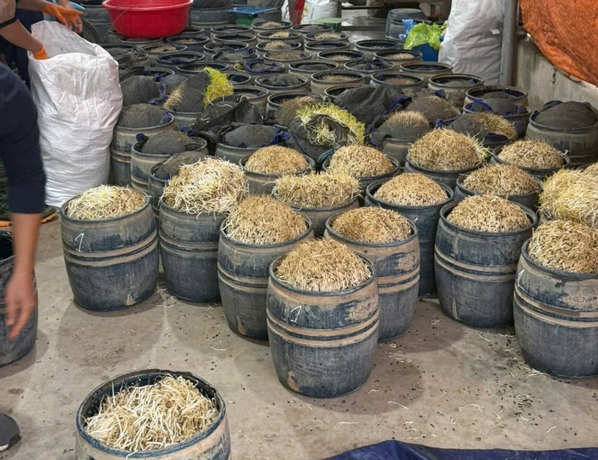 Khởi tố 2 nữ bị can, thu giữ gần 3 tấn giá đỗ dùng chất cấm